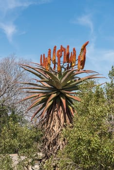 A flowering aloe at the Voortrekker Monument on Monument Hill in Pretoria
