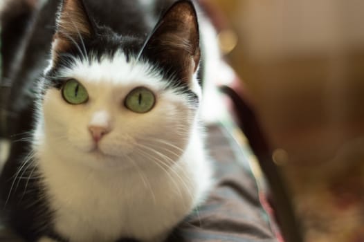 Funny cute black-and-white cat lies and looks at his master carefully.