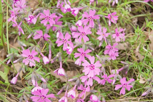 Beautiful pink flowers on a flower bed on a Sunny day.