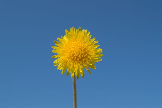 Yellow dandelion on blue sky background at Sunny day