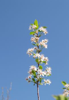 Cherry blossoms branch on blue sky background.