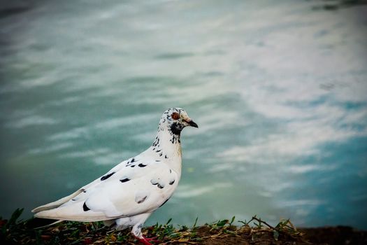 White dove standing by the pool