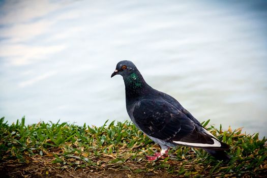 Black dove standing by the pool