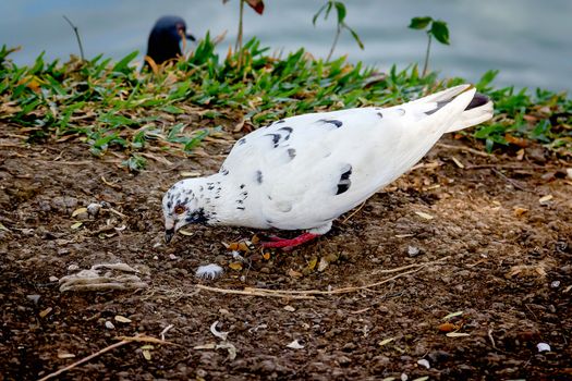 White dove standing by the pool