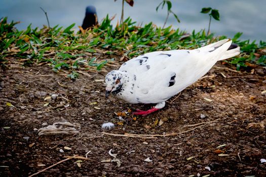 White dove standing by the pool