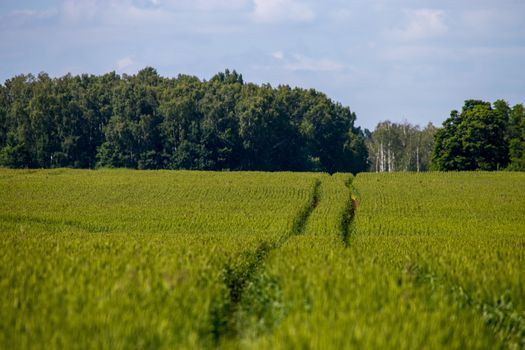 Dirt road path in cereal field landscape in spring. Tractor tire tracks on the field in Latvia. Summer landscape with green grain fields and meadow path. 