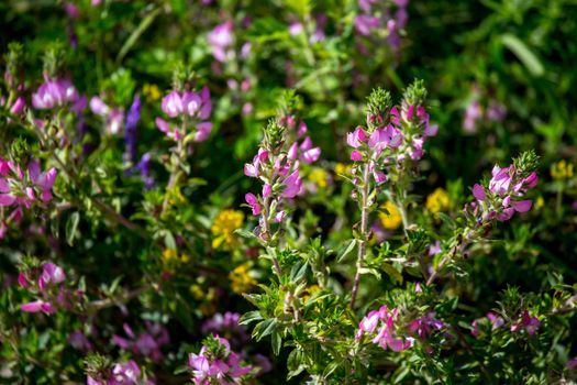 Beautiful blooming rural flowers in green grass. Meadow with pink wild flowers in Latvia. Nature flowers in spring and summer season in meadow. 

