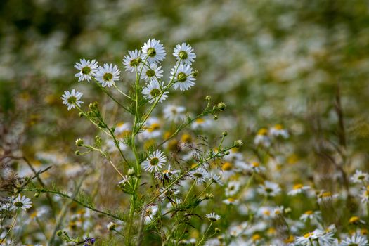 Beautiful blooming rural flowers in green grass. Meadow with white wild flowers in Latvia. Nature flowers in spring and summer season in meadow. 