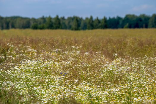 Landscape with daisy field. Beautiful blooming daisies in green grass. Meadow with white daisies in Latvia. Nature flowers in spring and summer season in meadow. 