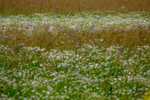 Landscape with daisy field. Beautiful blooming daisies in green grass. Meadow with white daisies in Latvia. Nature flowers in spring and summer season in meadow. 