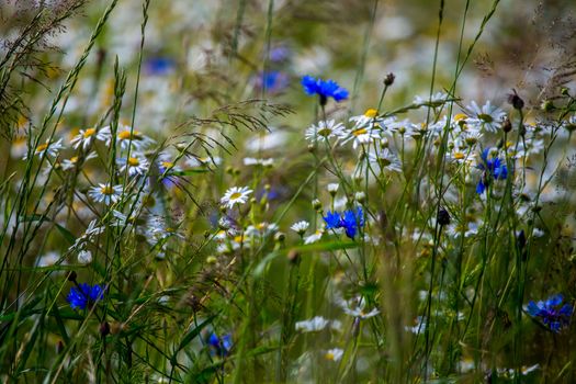 Daisy and cornflowers field. Beautiful blooming daisies and cornflowers in green grass. Meadow with daisies and cornflowers in Latvia. Nature flowers in spring and summer season in meadow. 