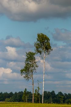 Trees in the middle of the meadow. Trees on green field against a blue cloudy sky. Summer landscape with trees, meadow and cloudy blue sky. Classic rural landscape in Latvia.