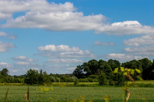 Green field with cereal and forest on the back, against a blue sky. Spring landscape with cornfield, wood and cloudy blue sky. Classic rural landscape in Latvia.