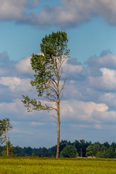 Trees in the middle of the meadow. Trees on green field against a blue cloudy sky. Summer landscape with trees, meadow and cloudy blue sky. Classic rural landscape in Latvia.