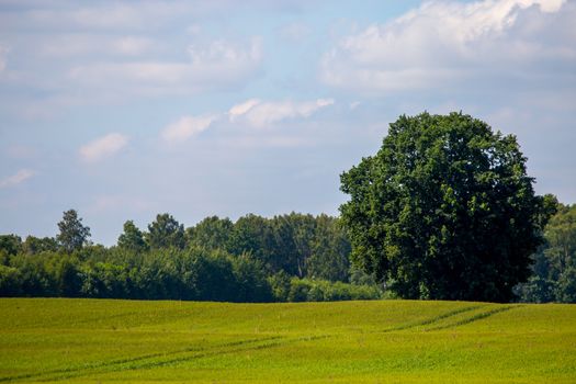 Green field with cereal and forest on the back, against a blue sky. Spring landscape with cornfield, wood and cloudy blue sky. Classic rural landscape in Latvia.