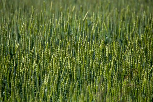 Background created with a close up of a cereal field in Latvia. Cereal grain used for food, wheat, maize, or rye.