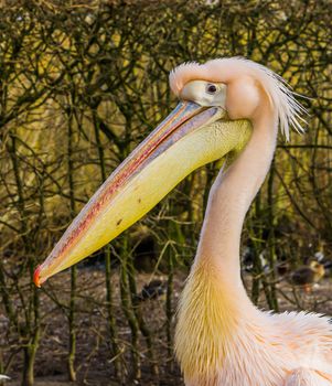 funny close up of the head of a rosy pelican, Water bird from Europe