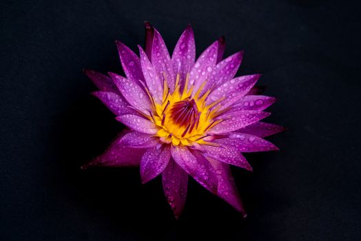 Water lily with water drops isolated on black background.