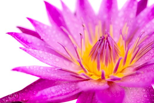 Close up pink water lily with yellow pollen isolated on white background.