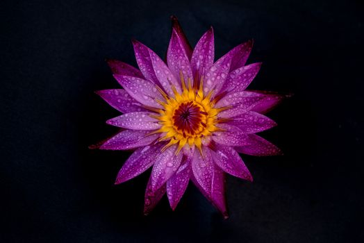 Top view flat lay water lily with water drops isolated on black background.
