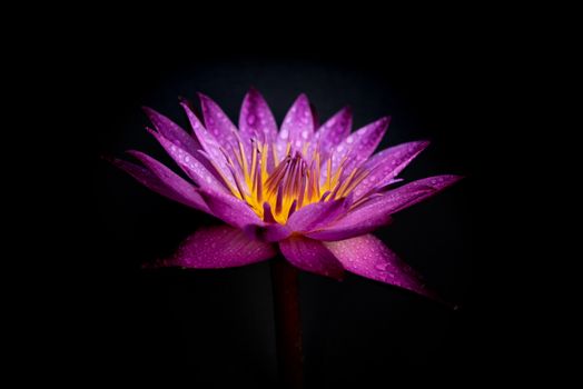 Water lily with water drops isolated on black background.