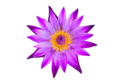 Top view flat lay purple water lily with water drops isolated on white background.