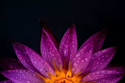 Close up water lily with water drops isolated on black background.