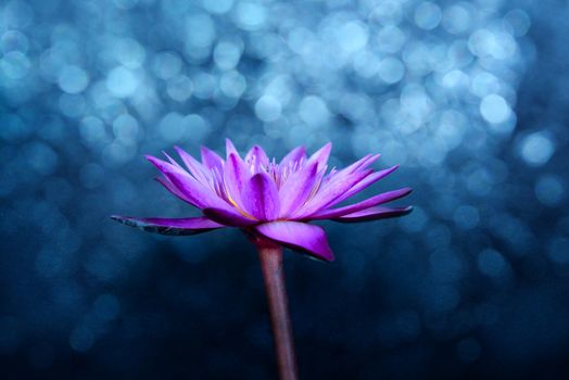 Water lily flower on dark bokeh light background.