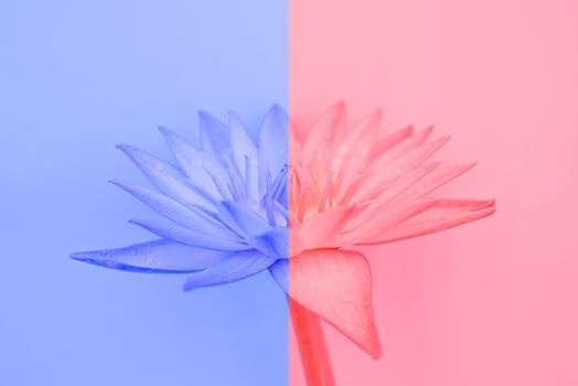 Duotone water lily flower. blue and red