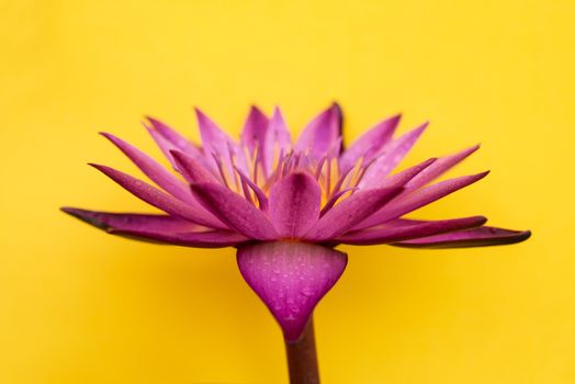 Water lily flower isolated on yellow background.