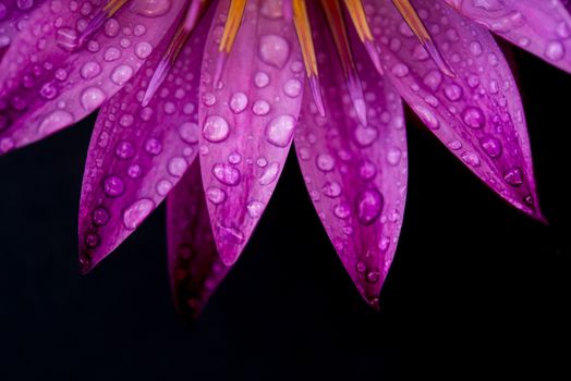 Close up water lily with water drops isolated on black background.