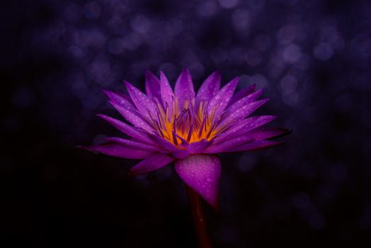 Water lily flower on dark bokeh light background.