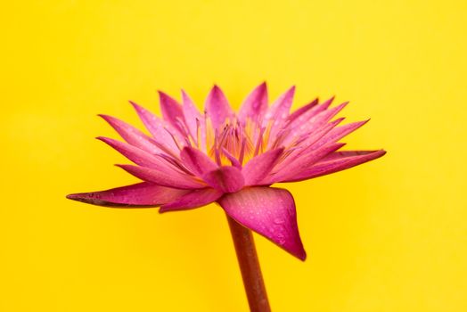 Water lily flower isolated on yellow background.