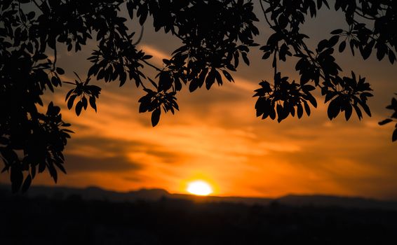 Beautiful Sydney sunset through the trees of a park.