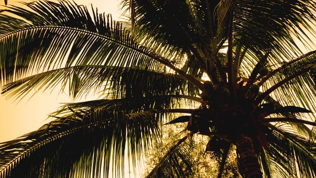 Palm trees on the background of a beautiful sunset. Tropical palm leaves, floral pattern background, real photo