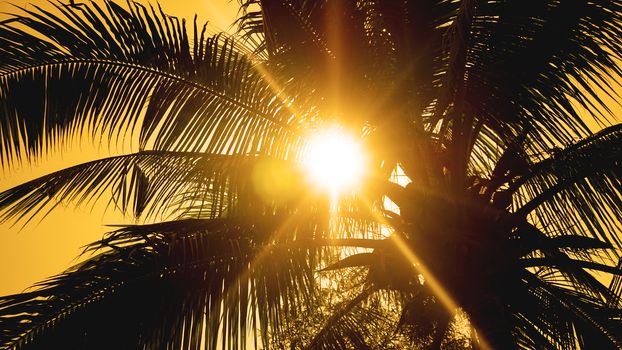 Palm trees on the background of a beautiful sunset. Tropical palm leaves, floral pattern background, real photo