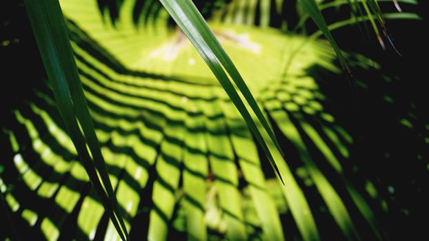 Green tropical palm leaves, floral pattern background, real photo