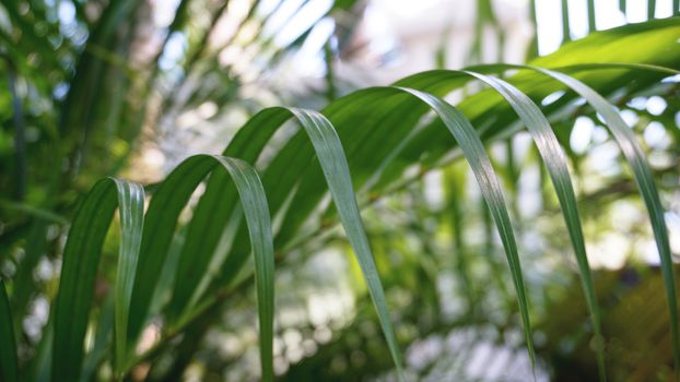 Green tropical palm leaves, floral pattern background, real photo