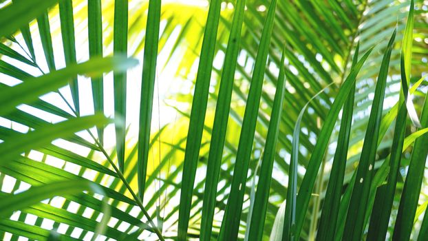 Green tropical palm leaves, floral pattern background, real photo