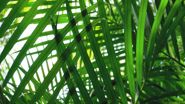 Green tropical palm leaves, floral pattern background, real photo