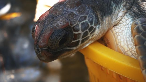 The turtle in a basket on the ground. Macro view and close up