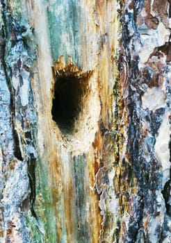 The trunk of an old tree with bark and hollow