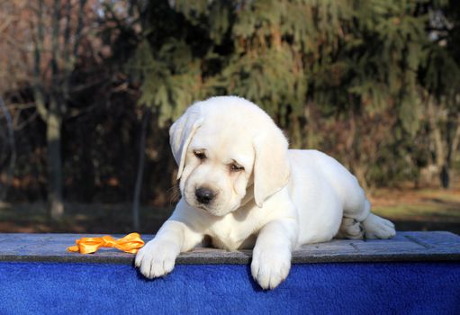 sweet little yellow labrador puppy sitting on blue background