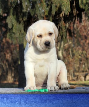 a little yellow labrador puppy sitting on blue background