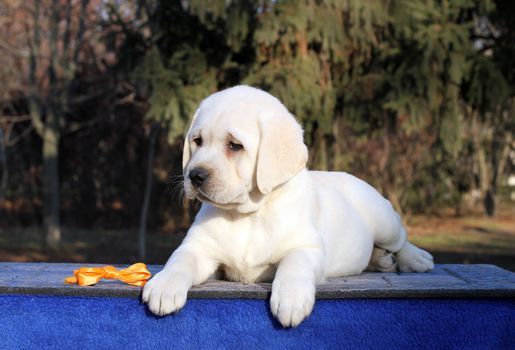 a sweet little yellow labrador puppy sitting on blue background