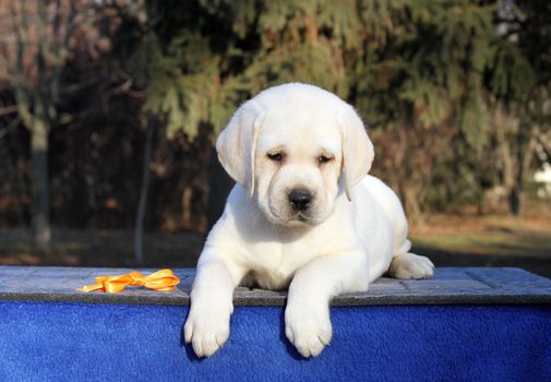 the sweet little yellow labrador puppy sitting on blue background
