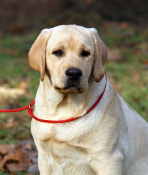 yellow labrador sitting in the park