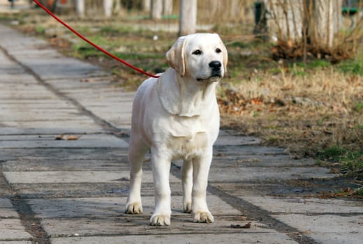 sweet yellow labrador sitting in the park