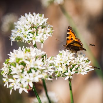 Beautiful butterfly sitting on fresh wild flower