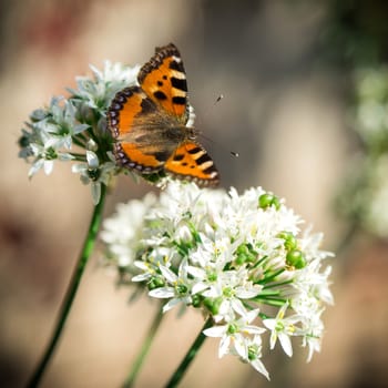 Beautiful butterfly sitting on fresh wild flower